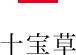 十宝草